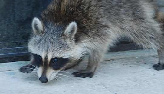 Raccoon Removal in East Chicago