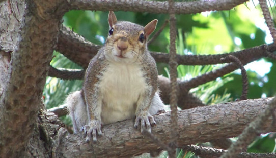 Squirrel Removal in East Chicago